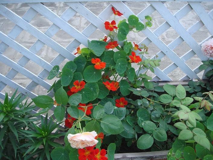 秋海棠何时扦插？掌握最佳时机，养出繁茂植株