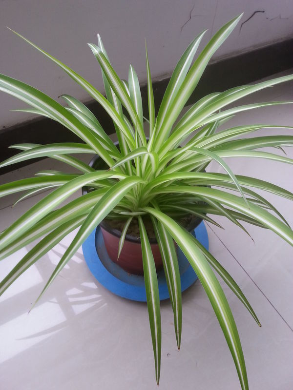 腊梅扦插的禁忌：避免常见误区，提高成活率